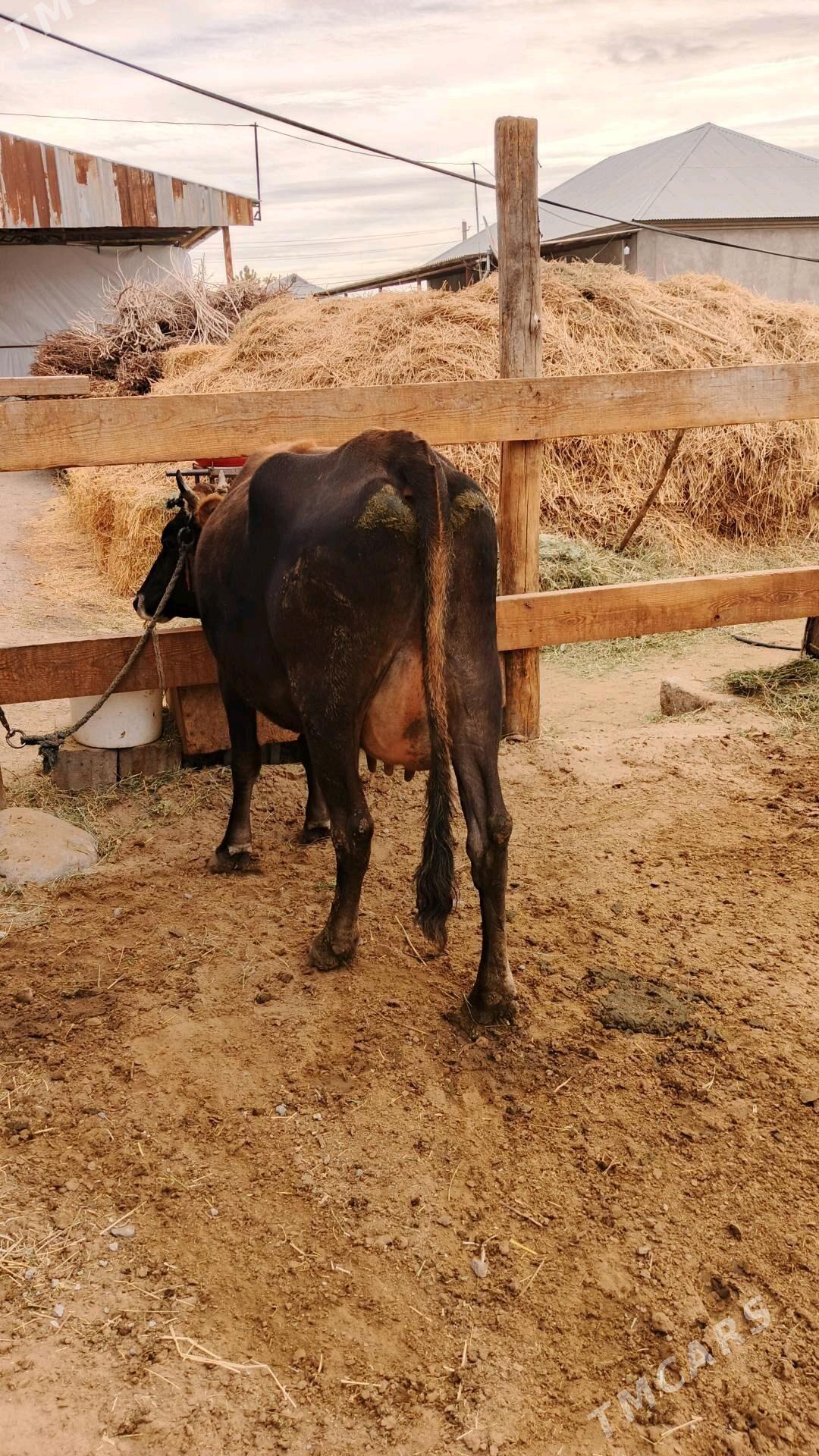 Göleli sygyr - Gökdepe - img 2