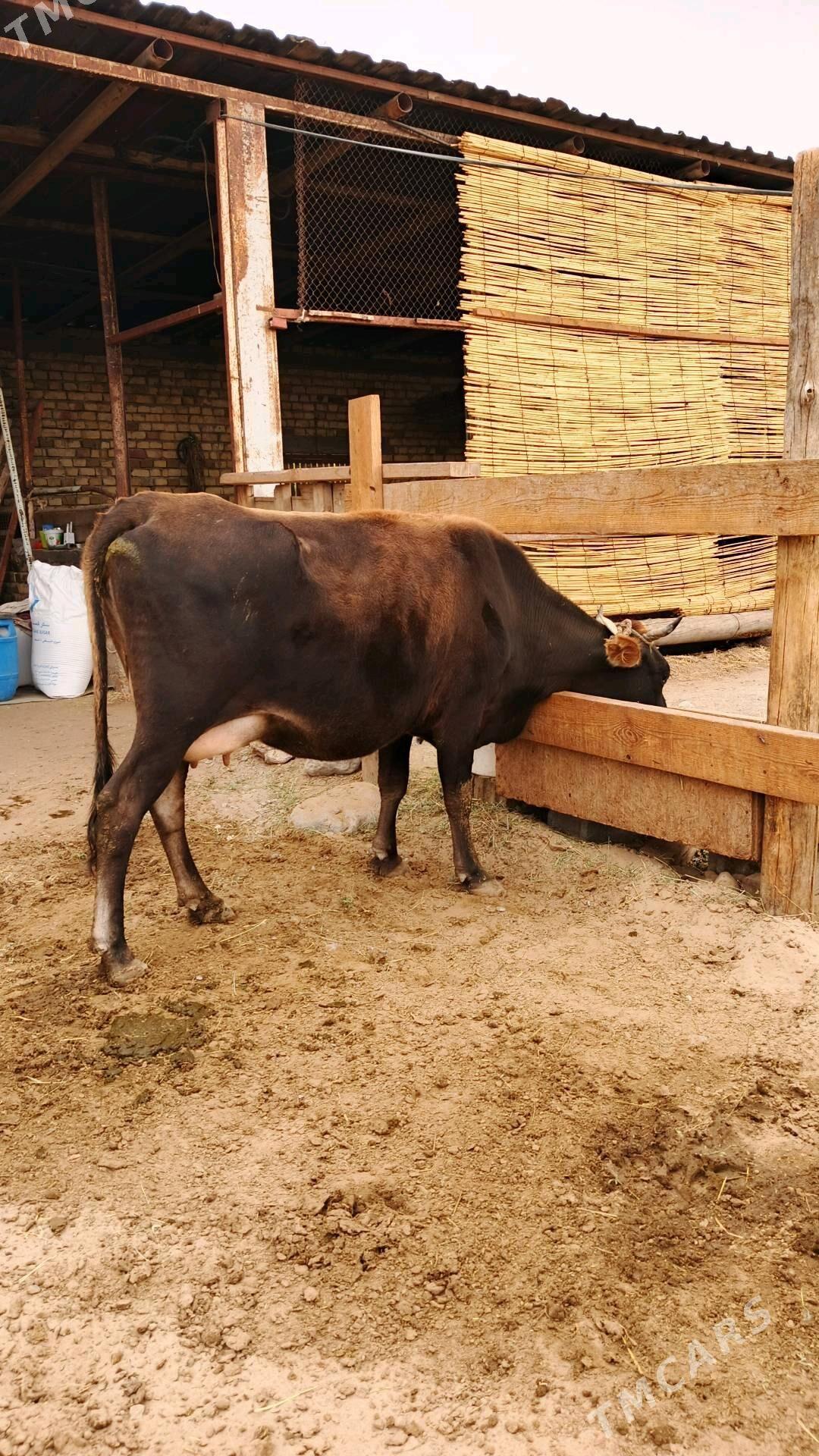 Göleli sygyr - Gökdepe - img 1