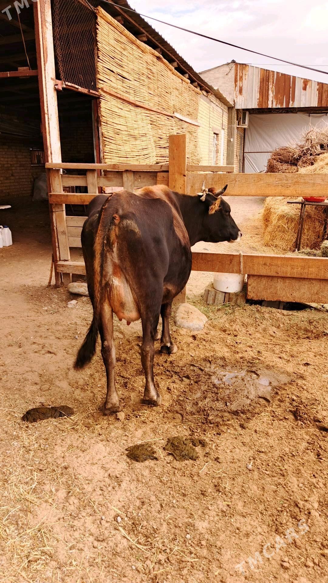 Göleli sygyr - Gökdepe - img 3