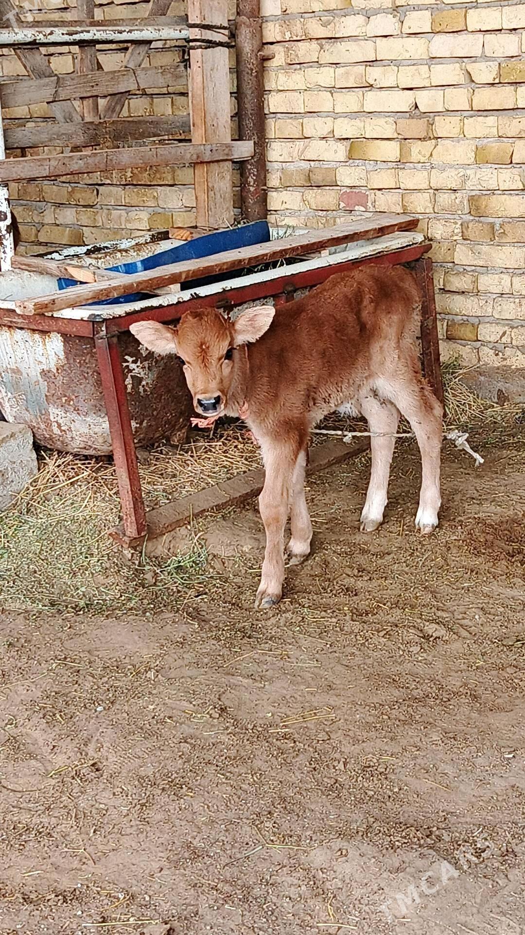 Göleli sygyr - Gökdepe - img 5