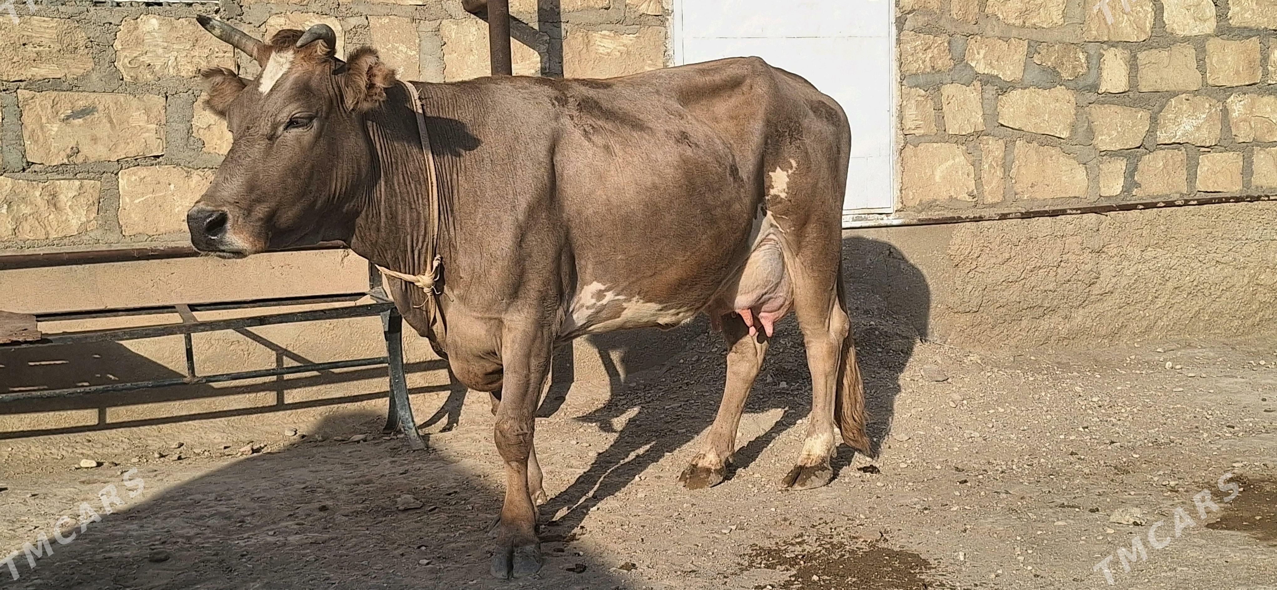 göleli sygyr - Gumdag - img 3