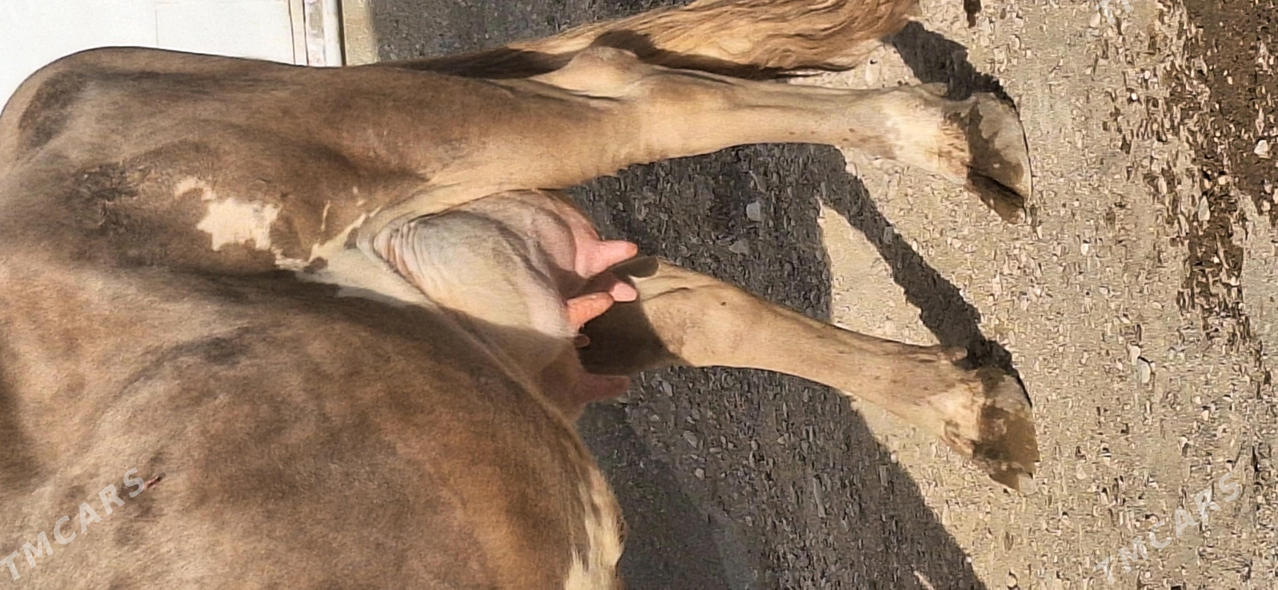 göleli sygyr - Gumdag - img 4