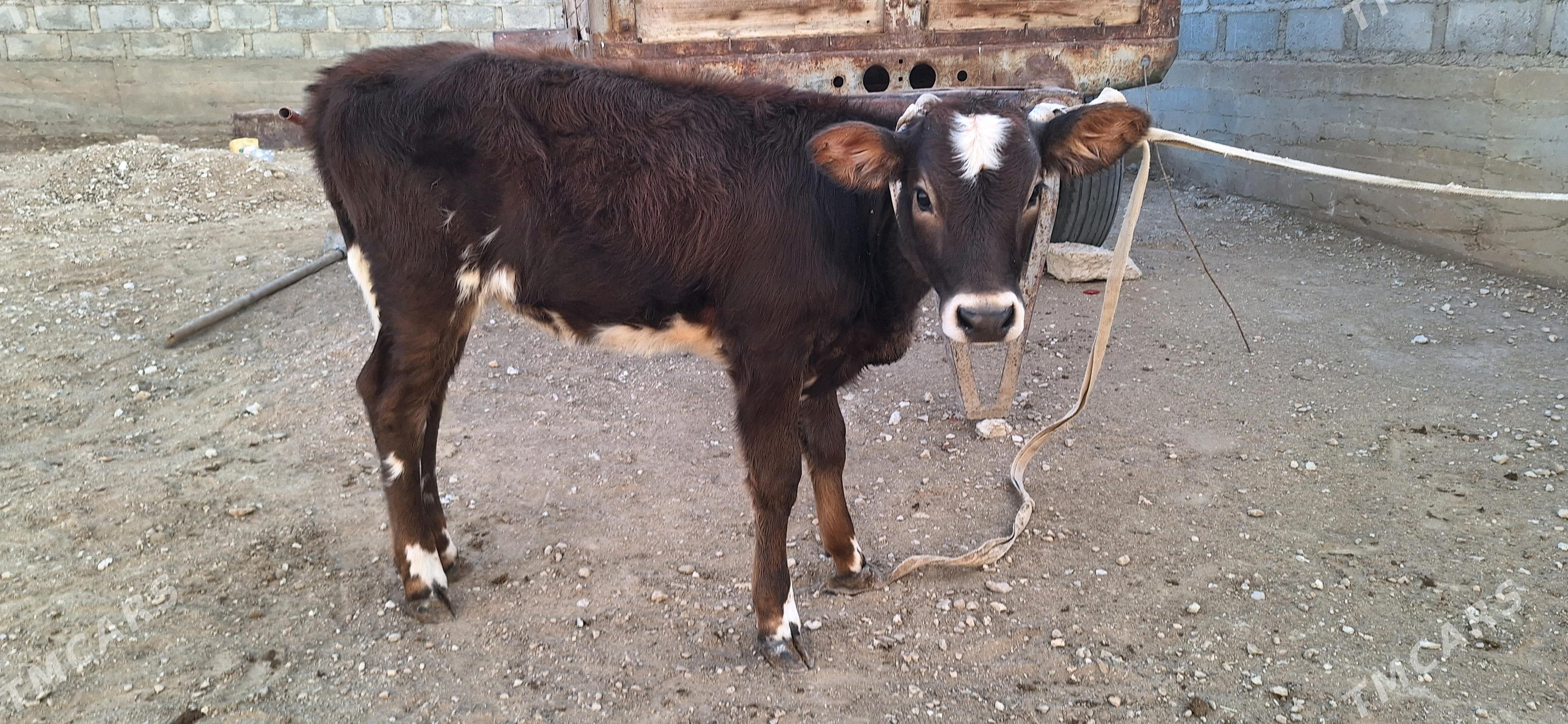 göleli sygyr - Gumdag - img 6