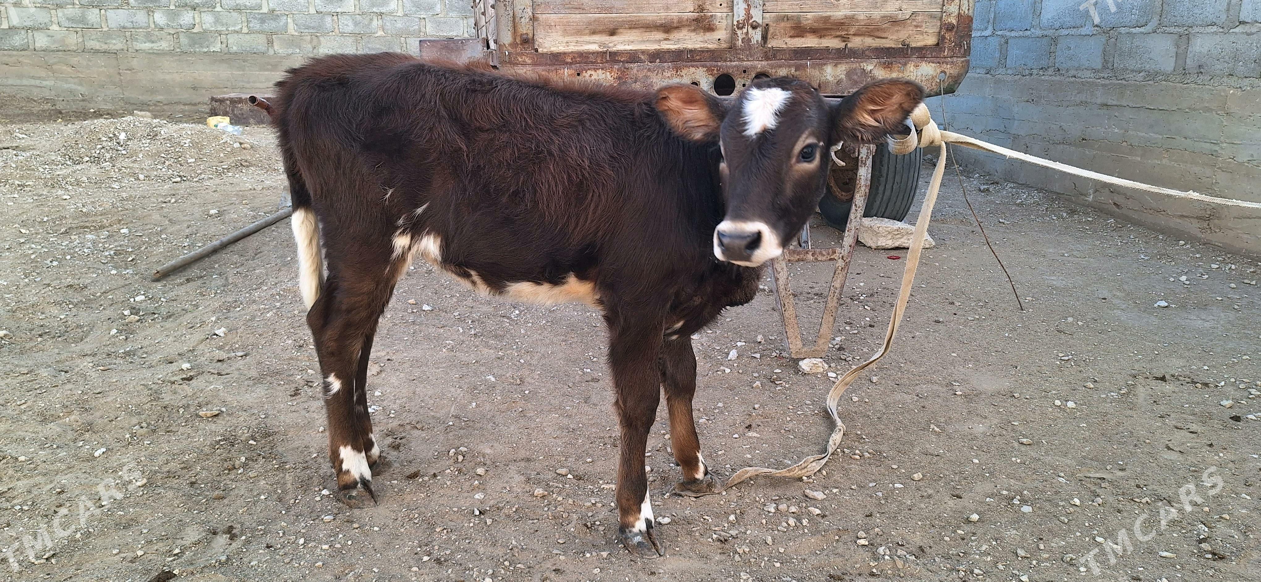 göleli sygyr - Gumdag - img 5