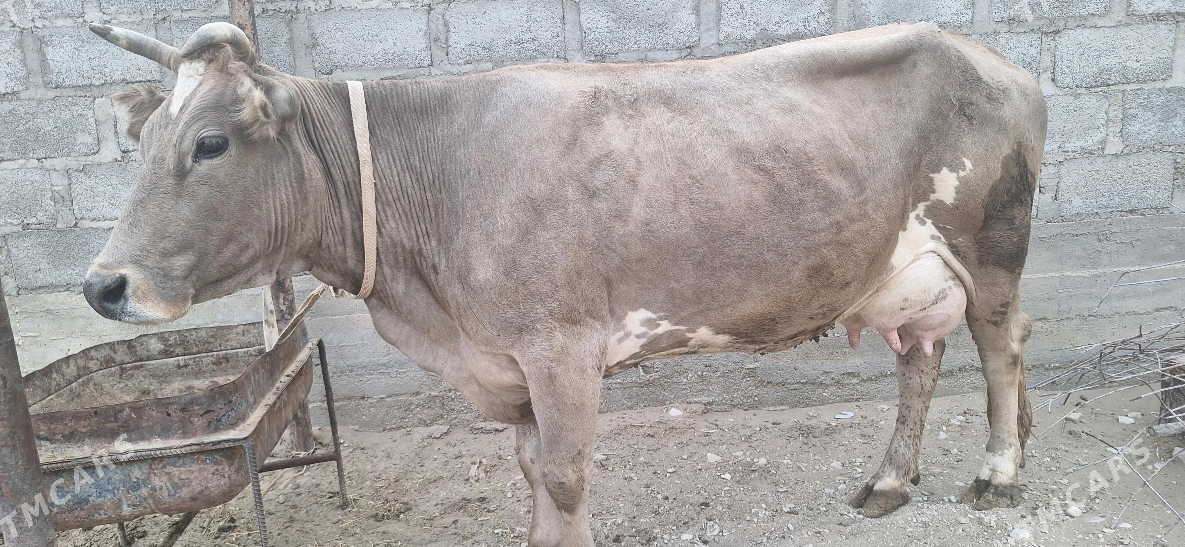 göleli sygyr - Gumdag - img 1