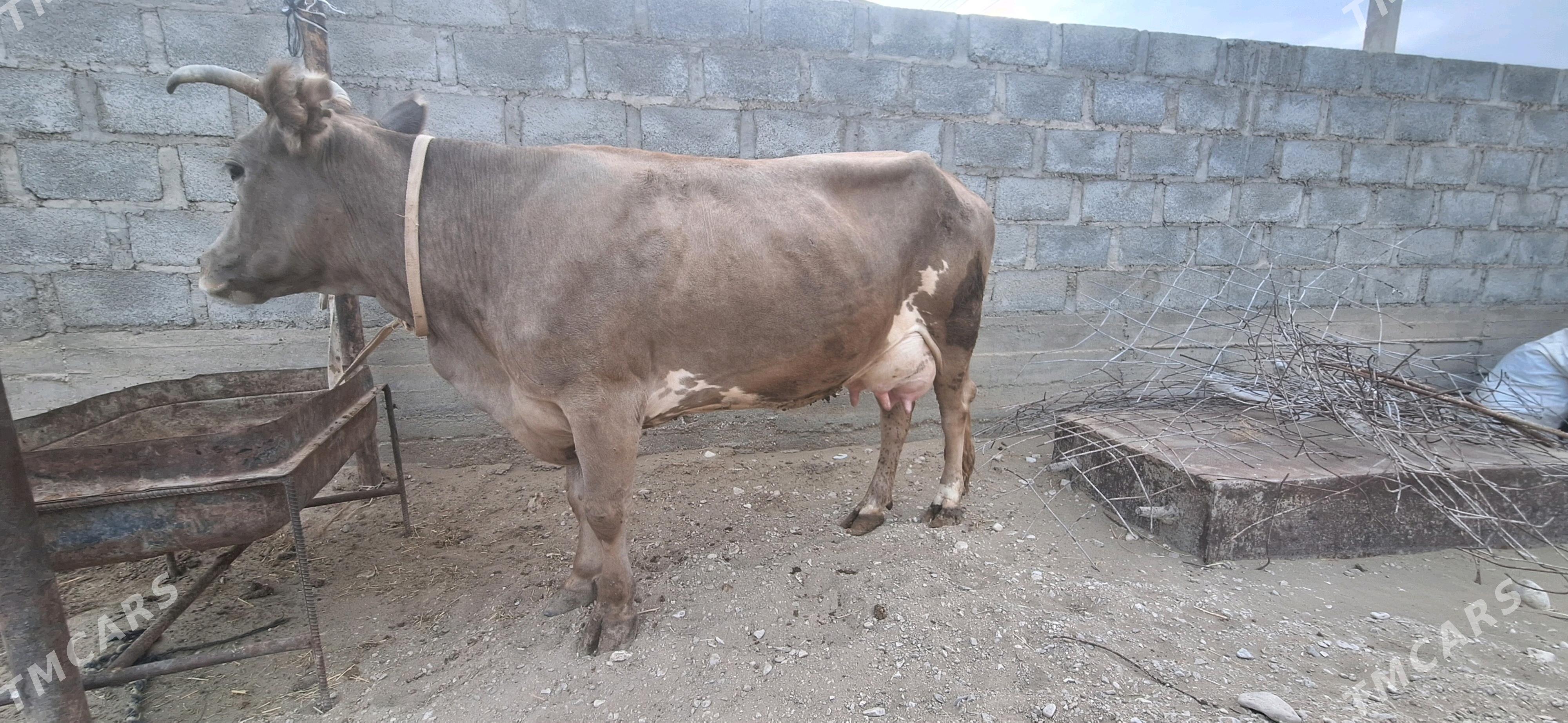 göleli sygyr - Gumdag - img 2