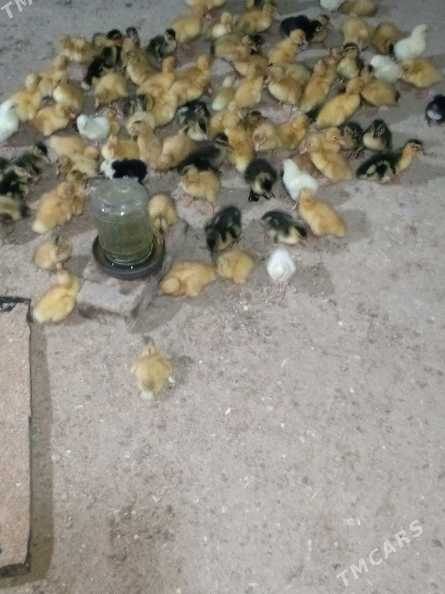 gak gak ördek - Murgap - img 2