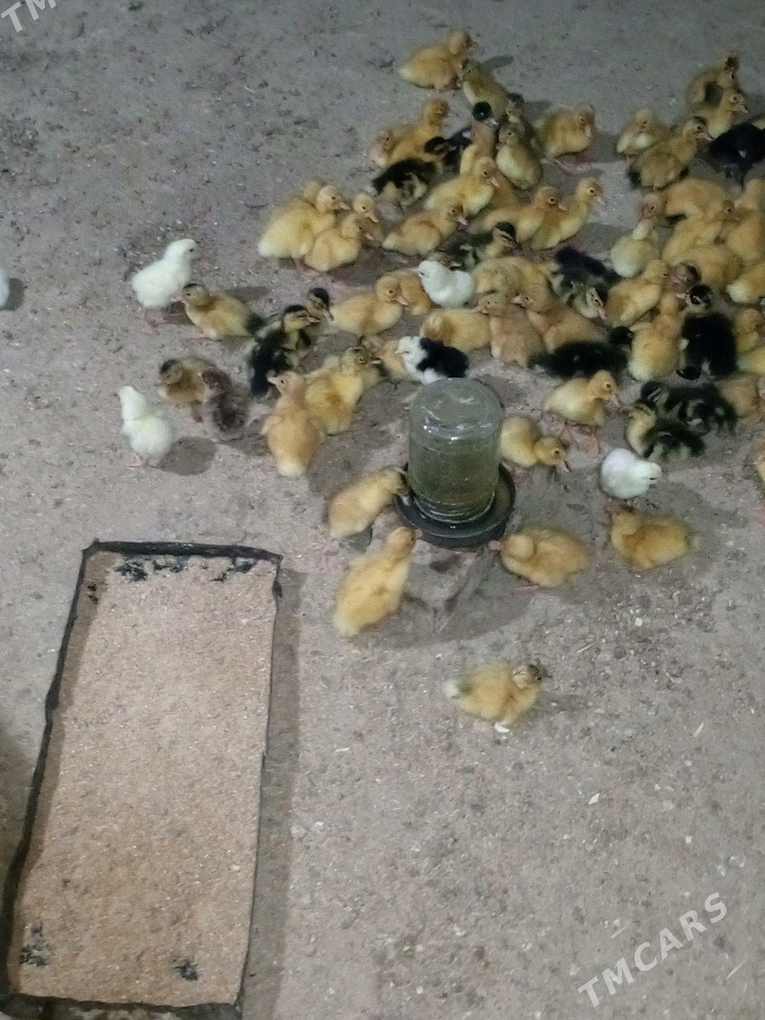 gak gak ördek - Murgap - img 4