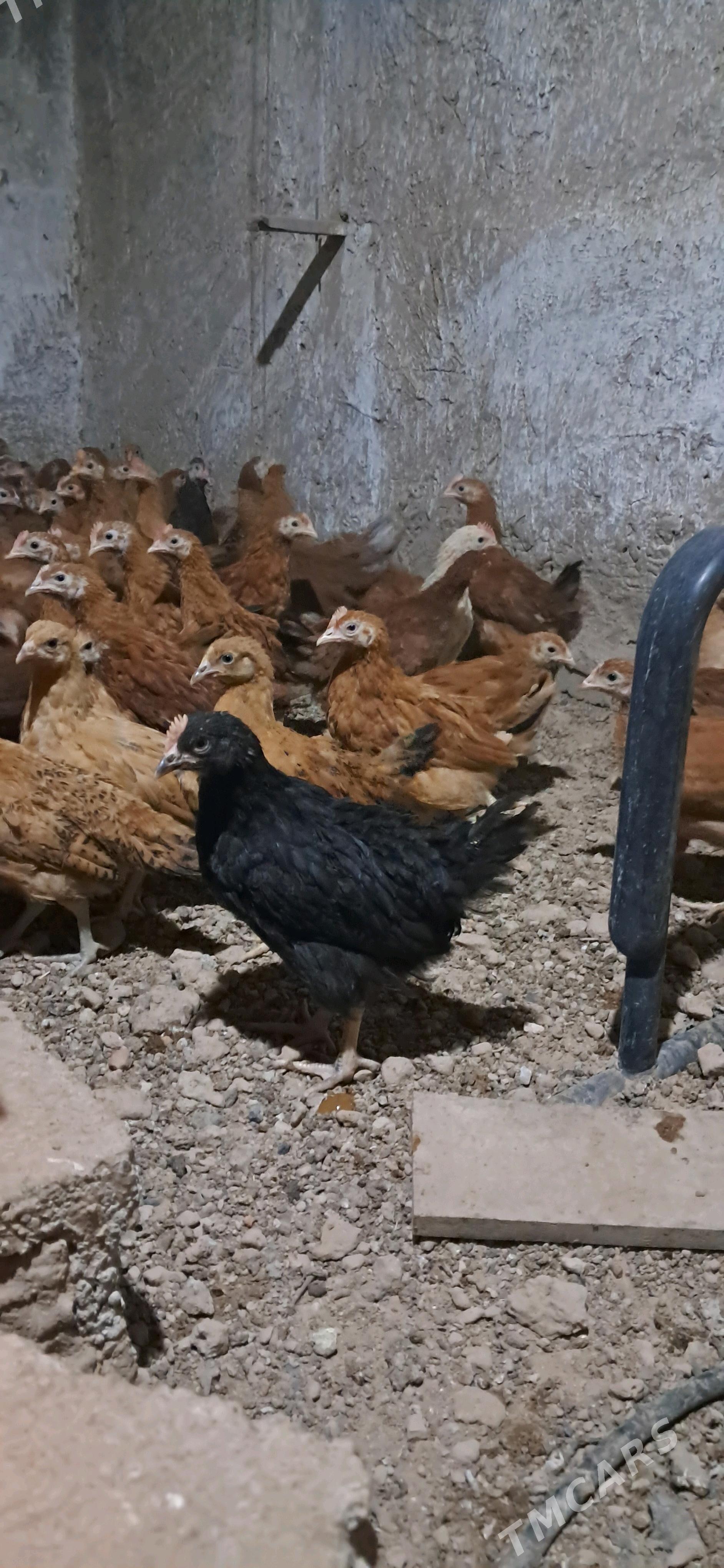 TOWK JUJEL 3 AY BOLUP BARYA - Büzmeýin - img 1