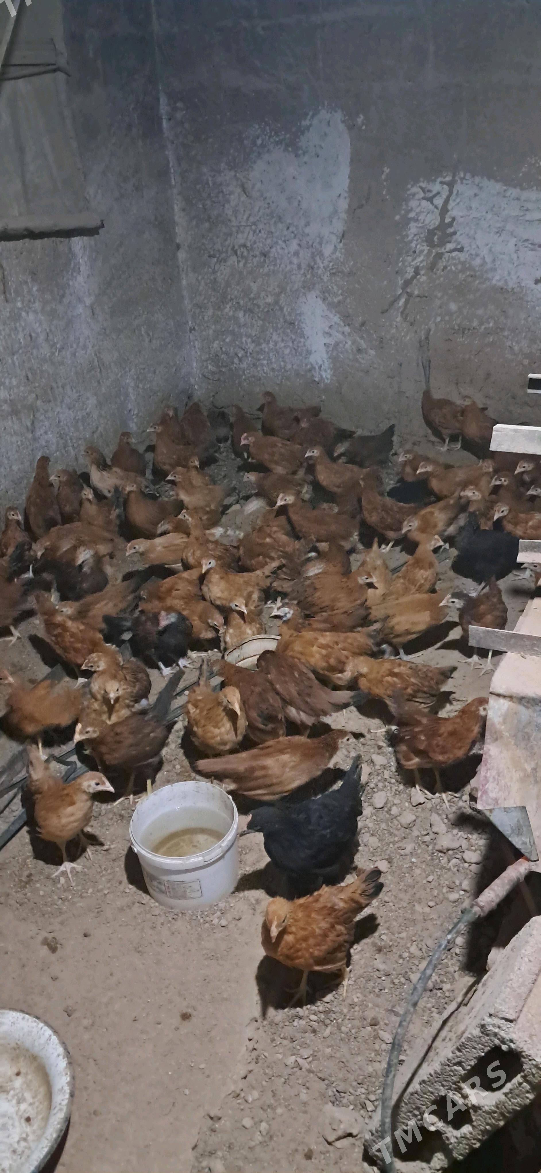 TOWK JUJEL 3 AY BOLUP BARYA - Büzmeýin - img 3