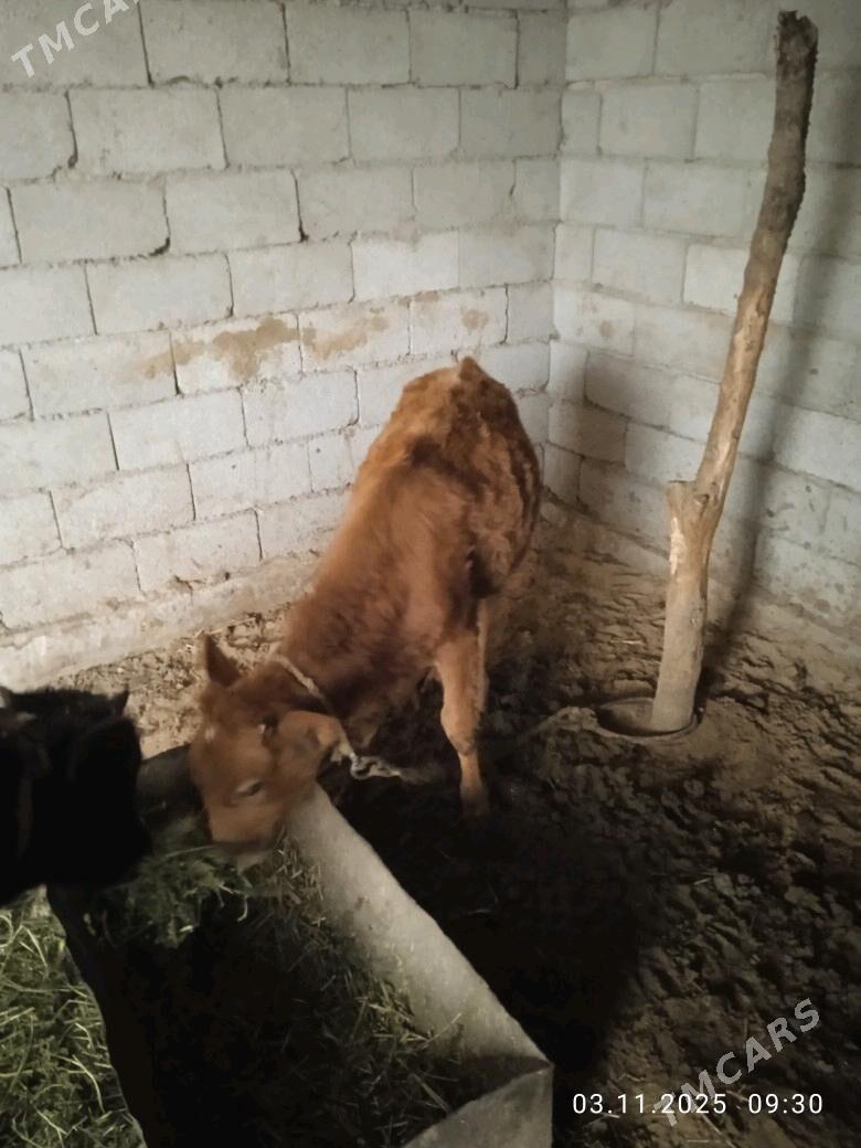 ökiz - Babadaýhan - img 3