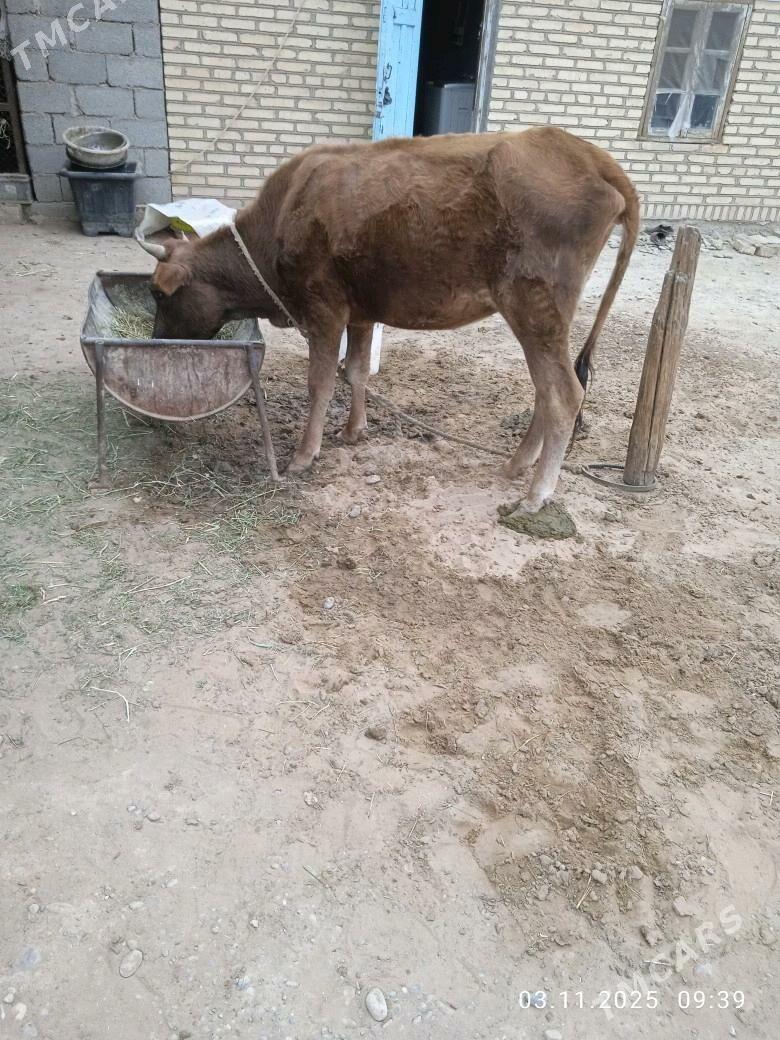 göleli sygyr - Babadaýhan - img 5