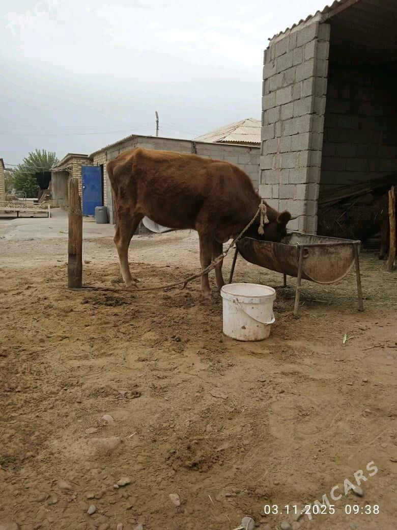 göleli sygyr - Babadaýhan - img 7