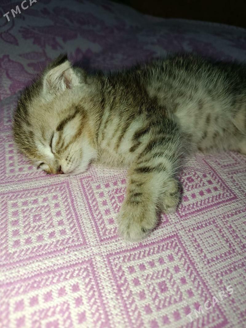 кошечка породистая - Туркменабат - img 2