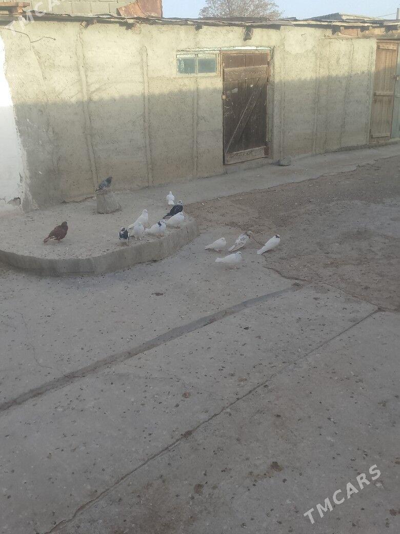 кепдери - Gyzylarbat - img 2