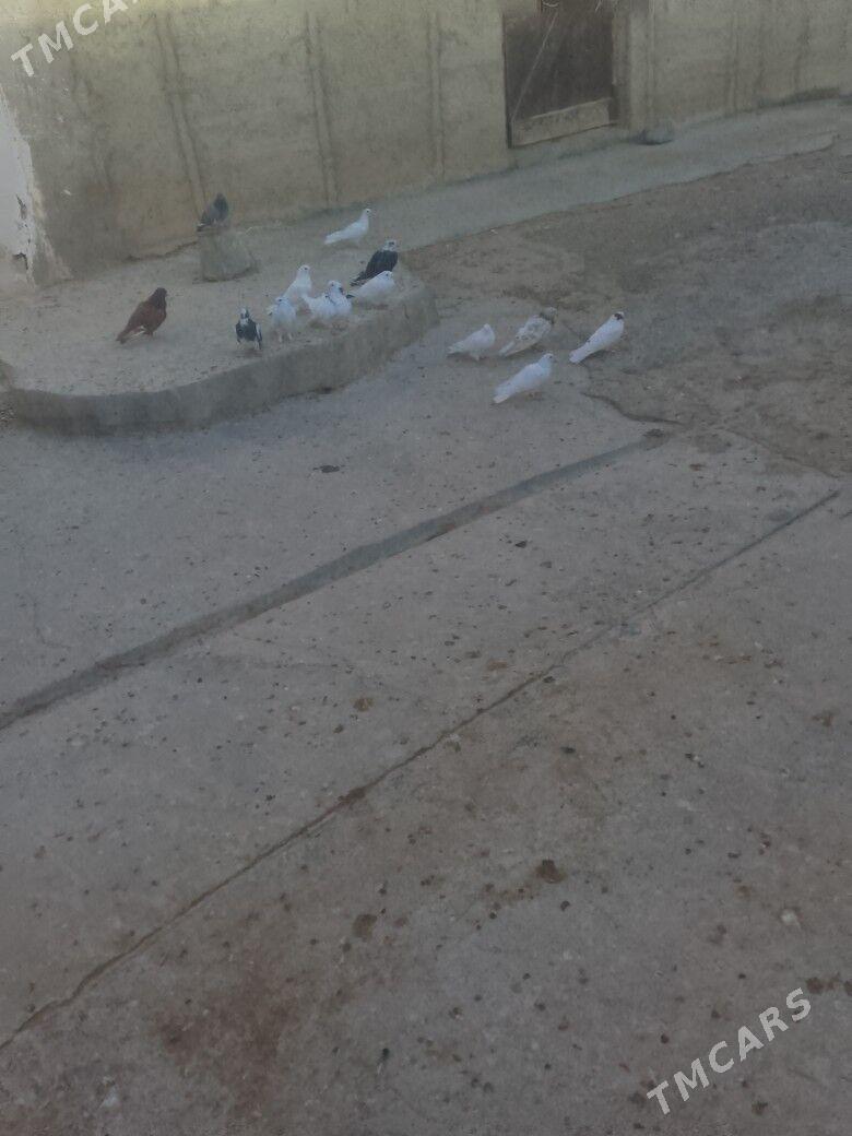 кепдери - Gyzylarbat - img 1