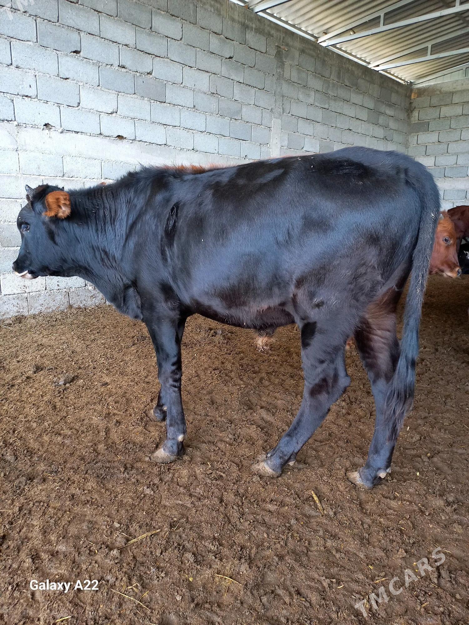 öküz - Яшлык - img 1