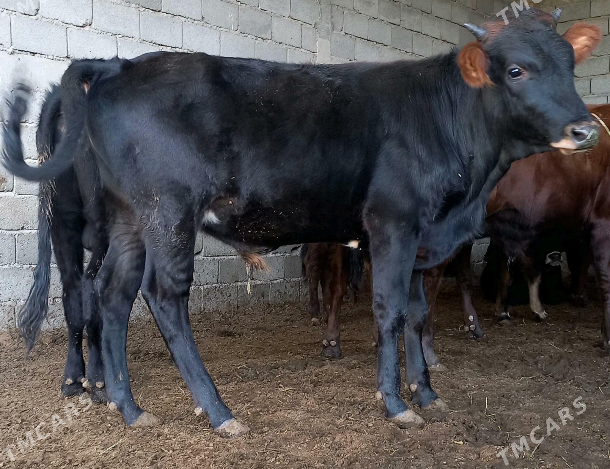 öküz - Яшлык - img 2