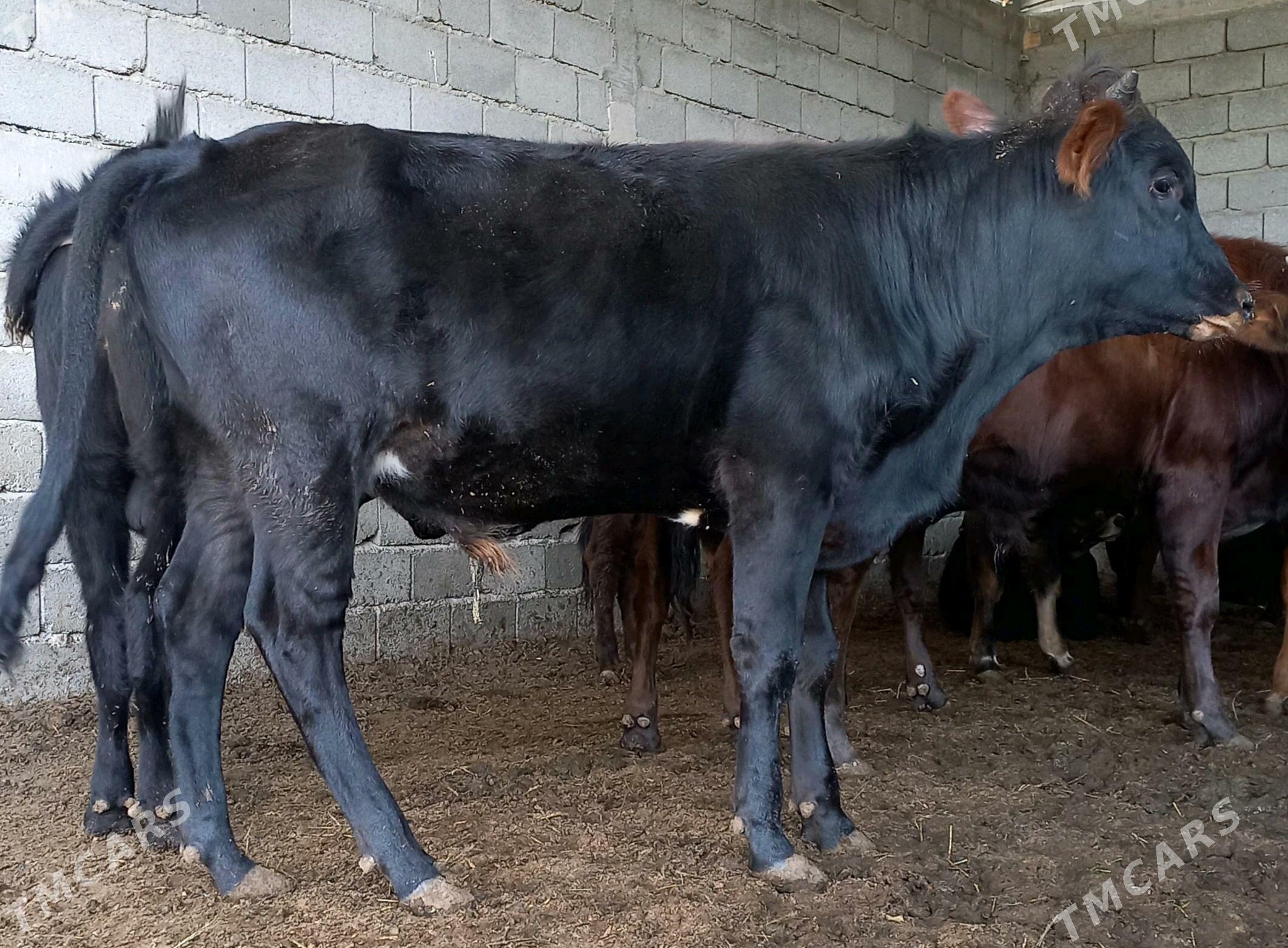 öküz - Яшлык - img 3