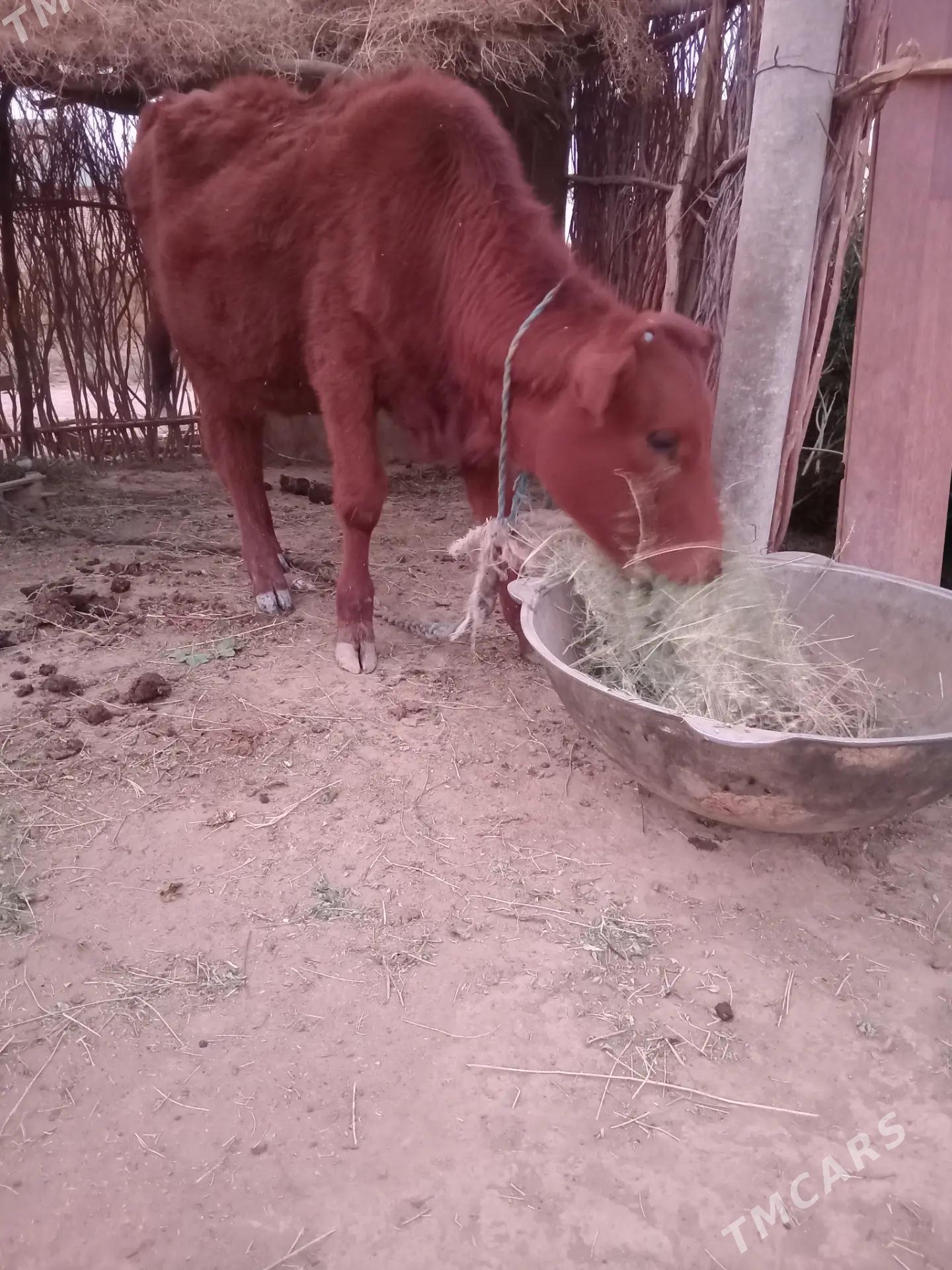 Tuwe - Бабадайхан - img 1