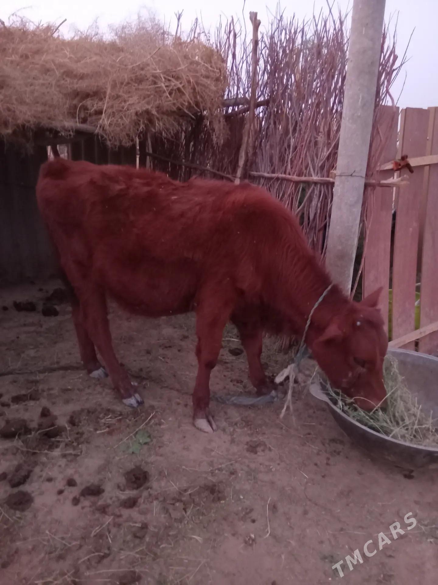 Tuwe - Бабадайхан - img 2