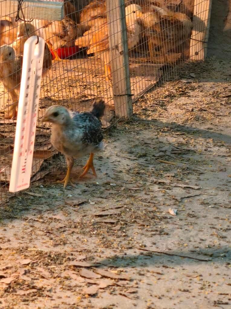 JUYJE 1ayi gecen - Шабатский этрап - img 5