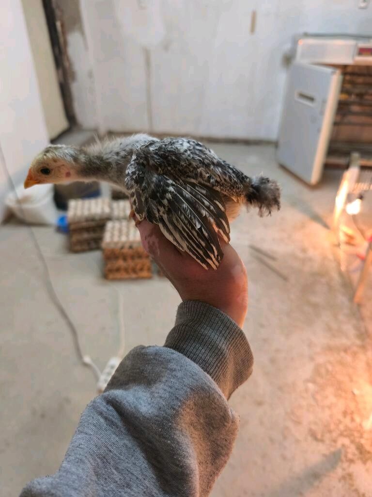 JUYJE 1ayi gecen - Шабатский этрап - img 6