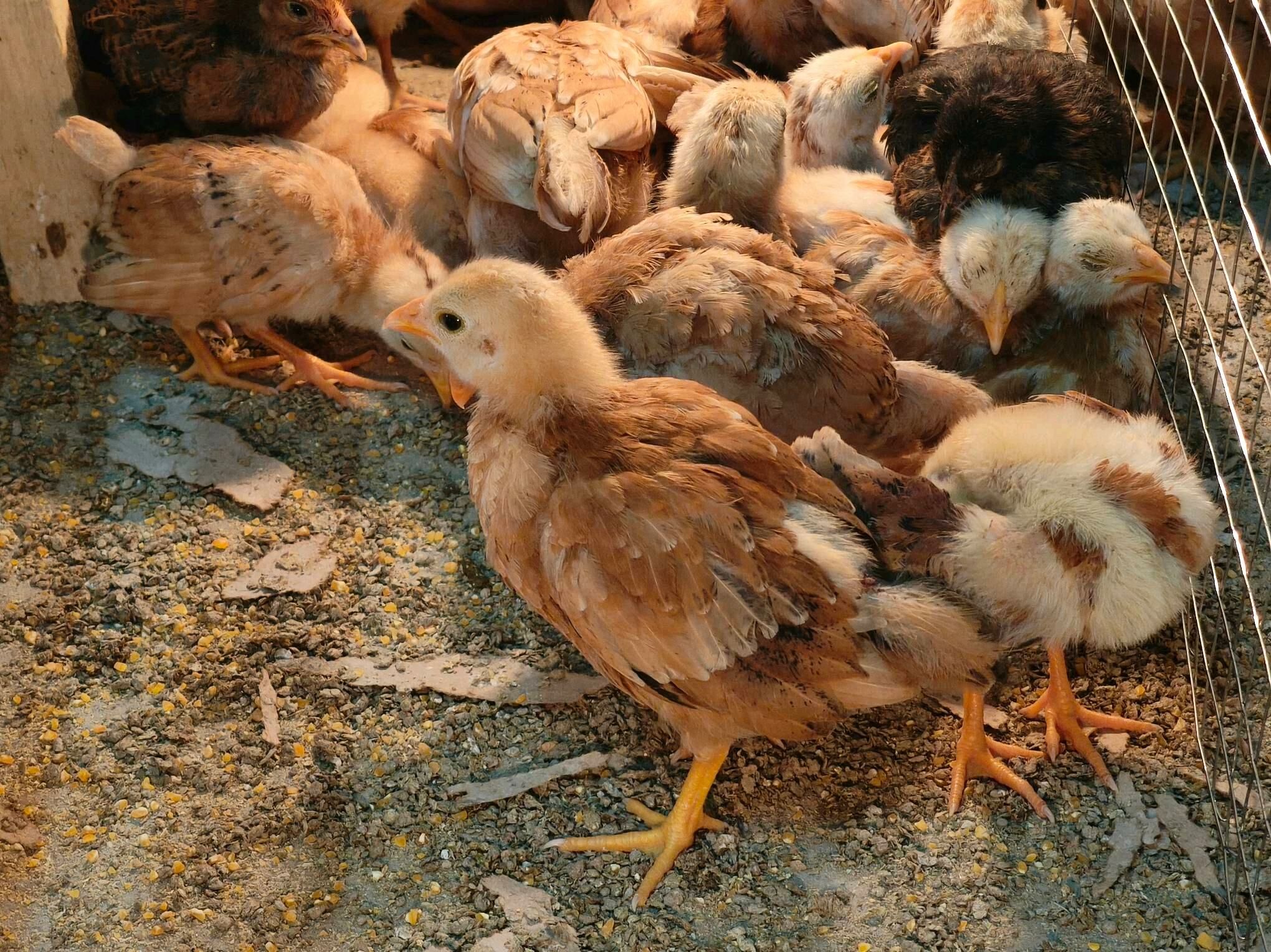 JUYJE 1ayi gecen - Шабатский этрап - img 4