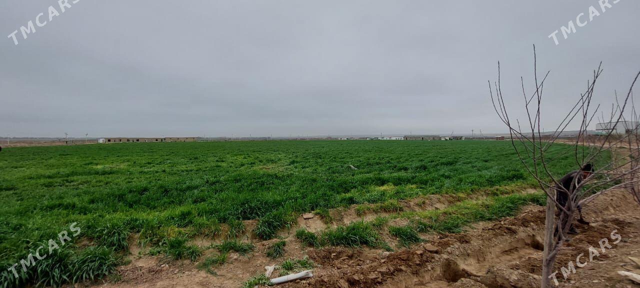 Önümçilige 9 gektar 99 yyllyk - Änew - img 3