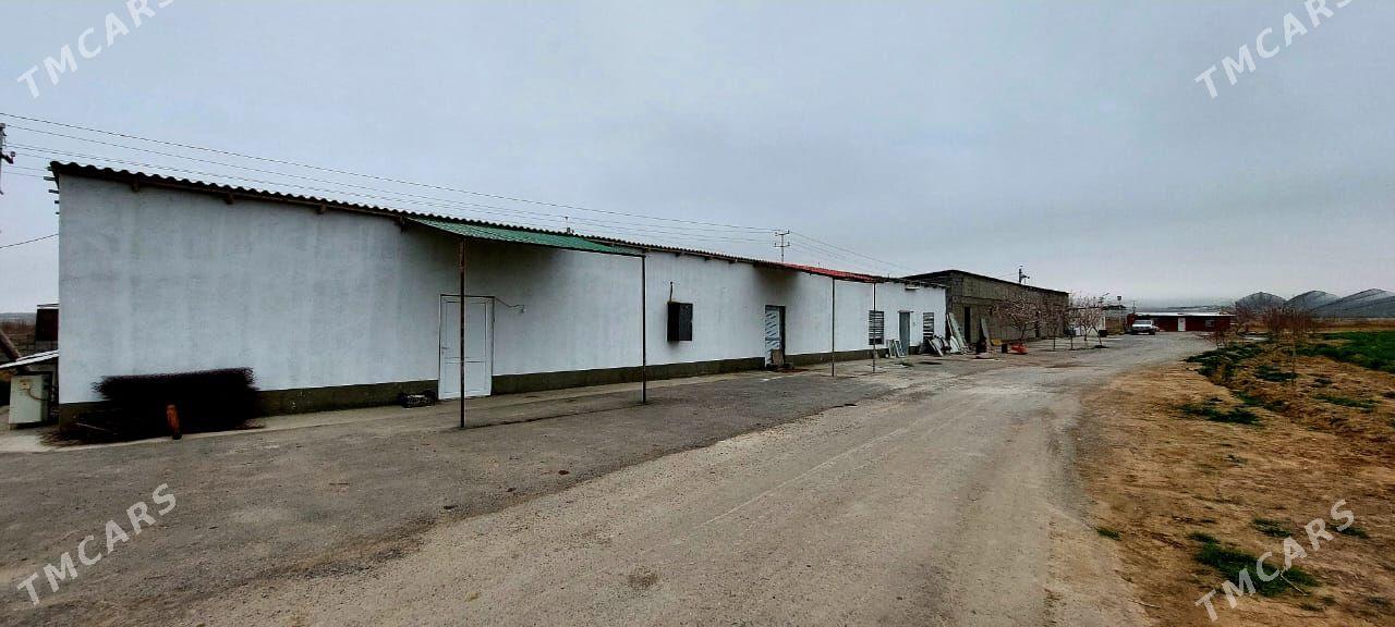 Önümçilige 9 gektar 99 yyllyk - Änew - img 7