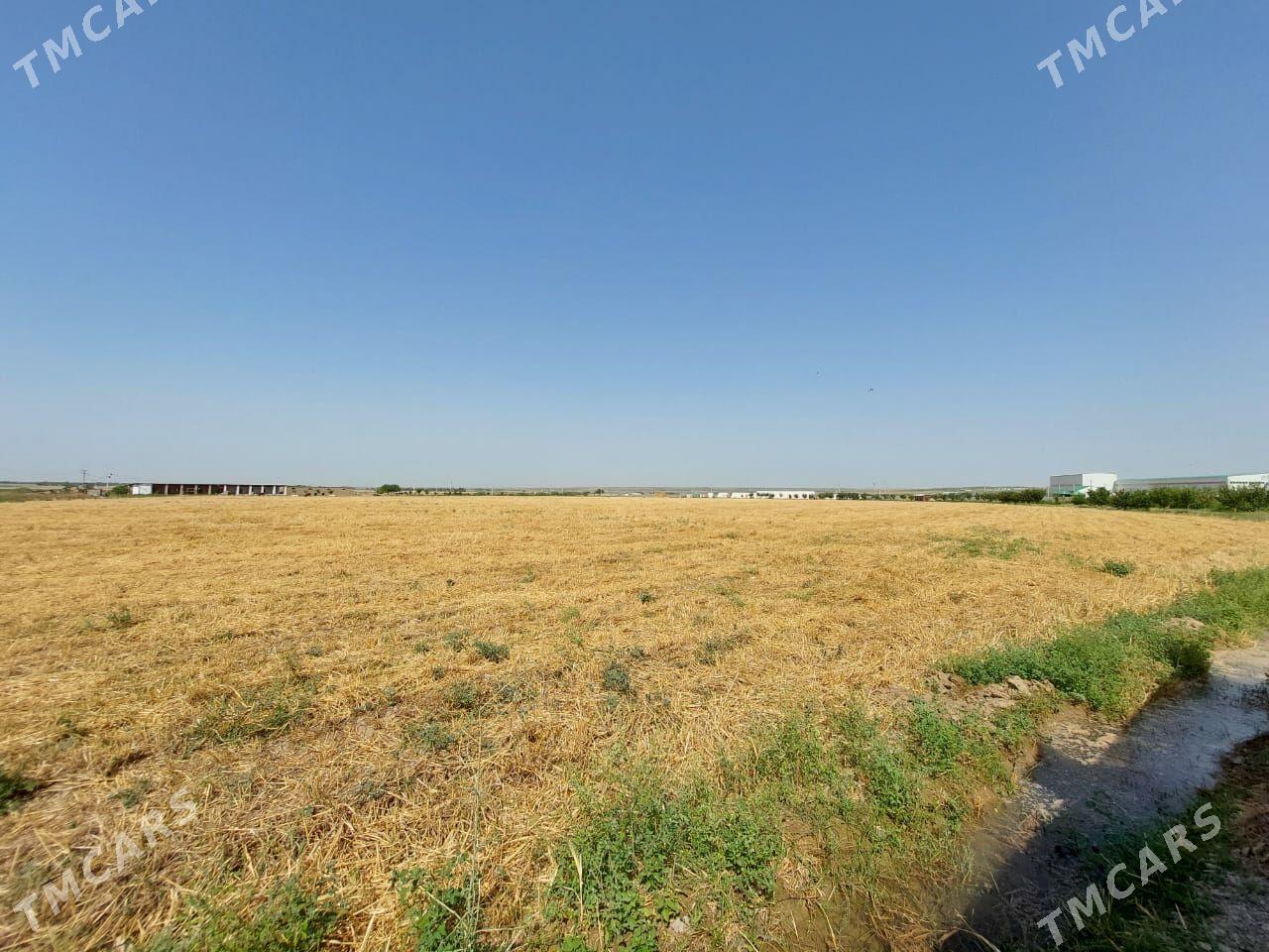 Önümçilige 9 gektar 99 yyllyk - Änew - img 4