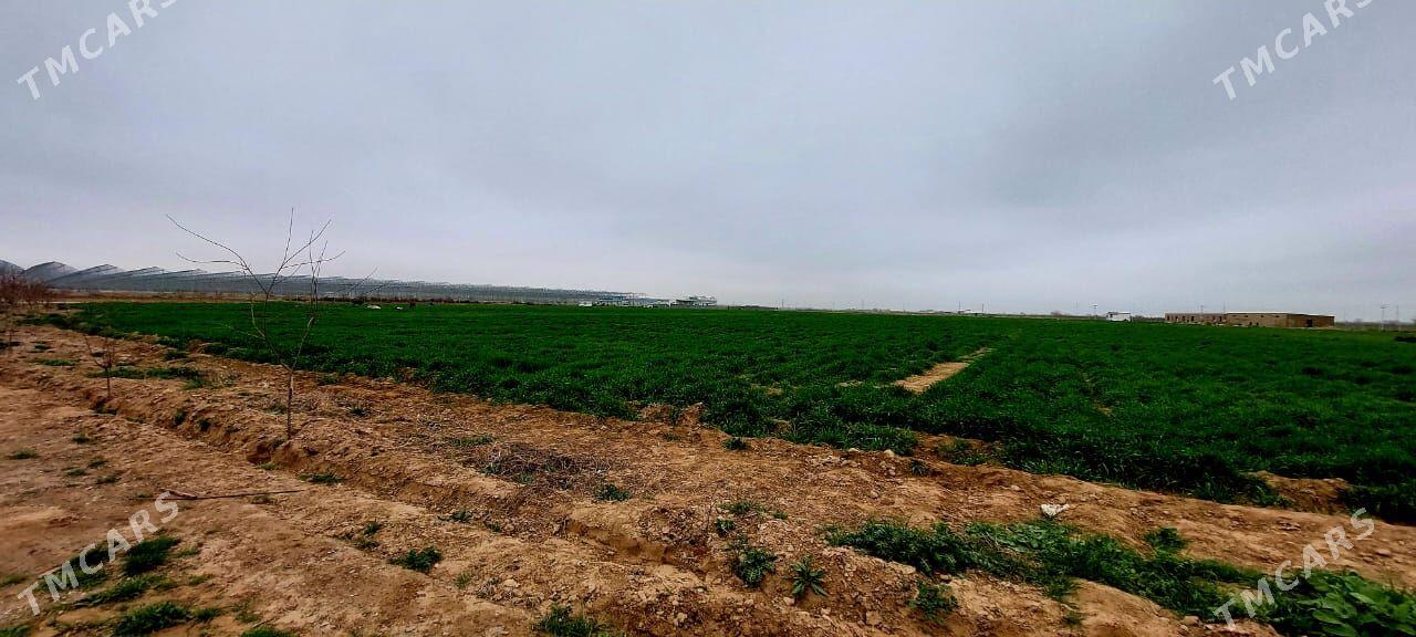 Önümçilige 9 gektar 99 yyllyk - Änew - img 2