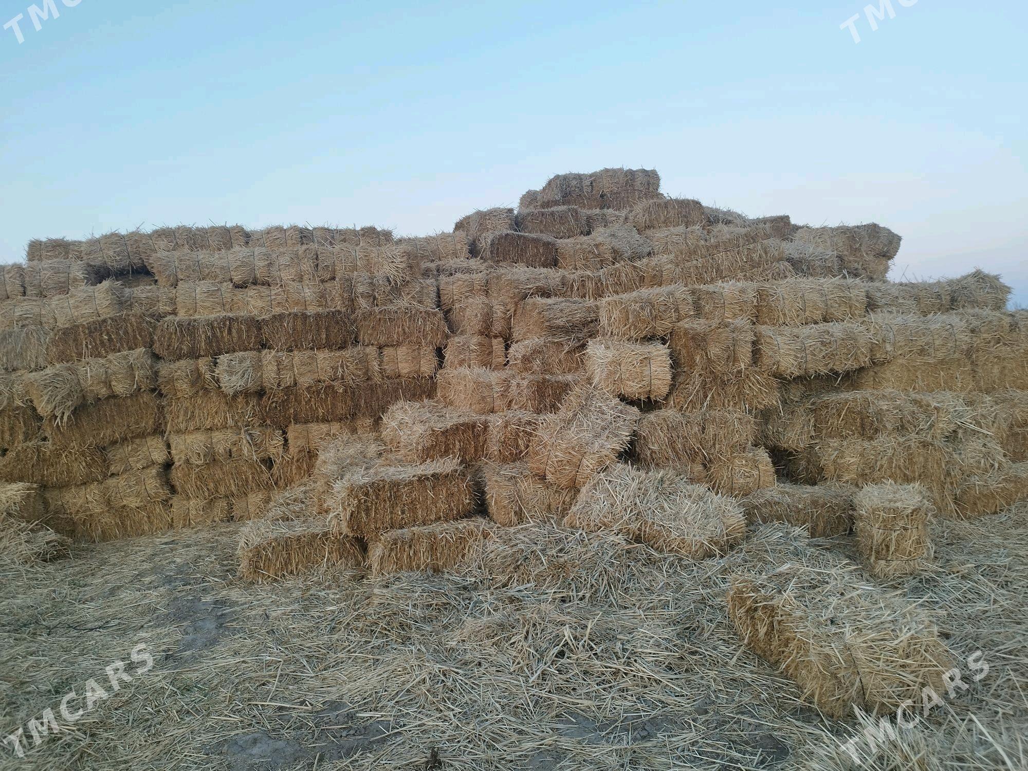 pires gamyş - Tejen - img 1