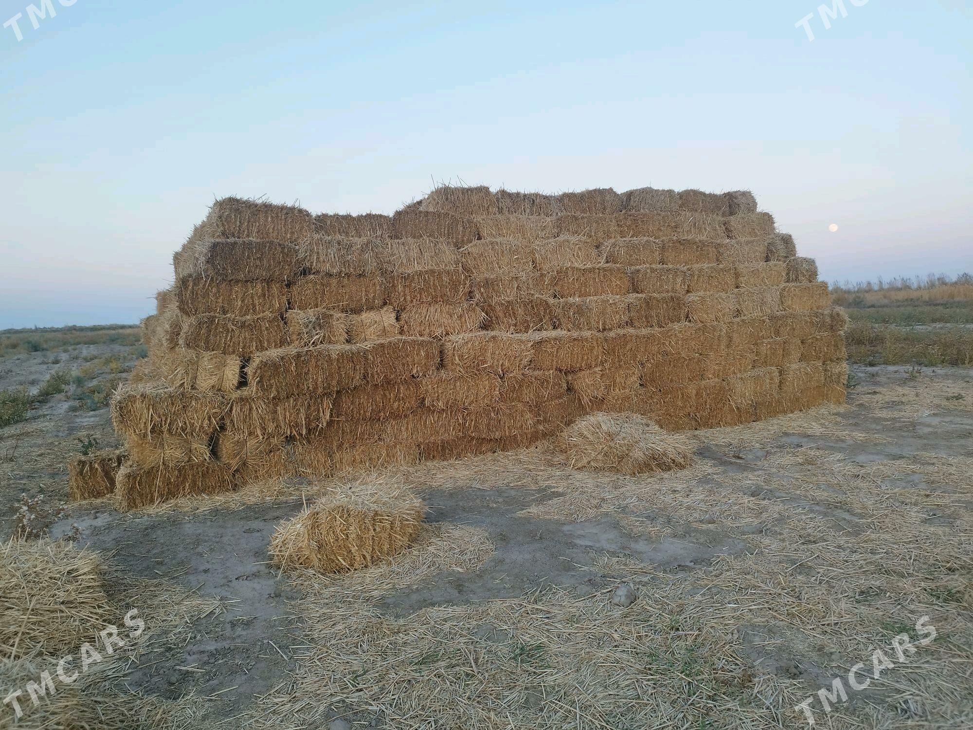 pires gamyş - Tejen - img 3