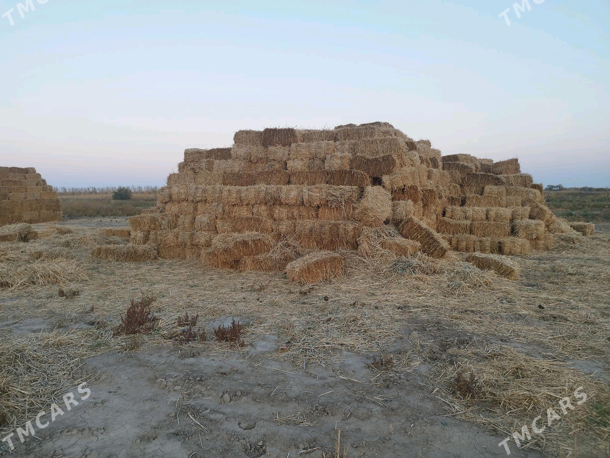 pires gamyş - Tejen - img 2