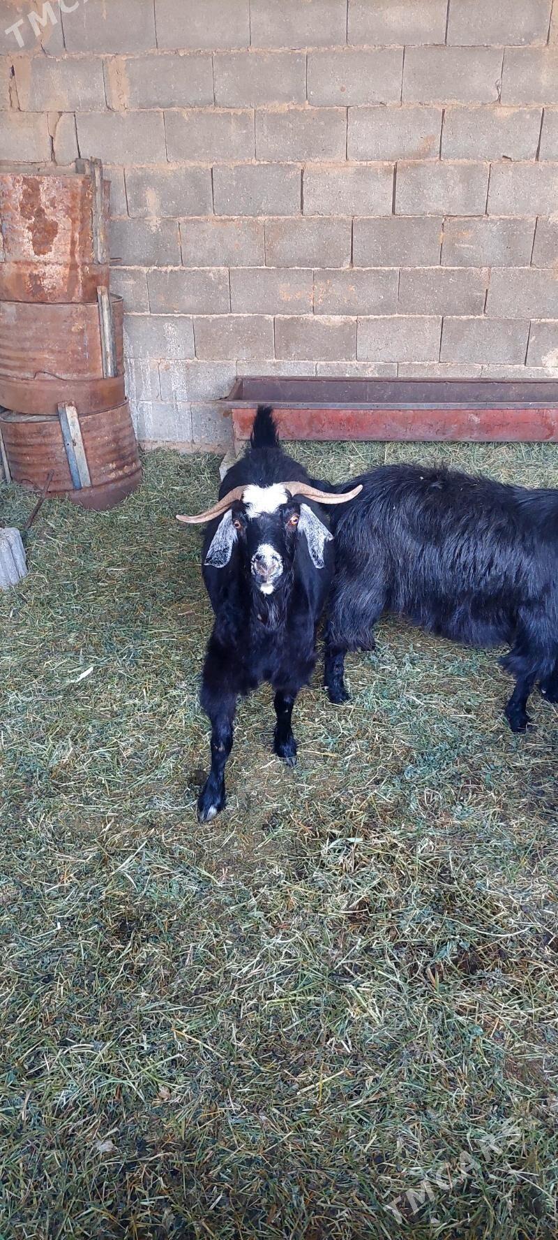 geçi - Бузмеин - img 3