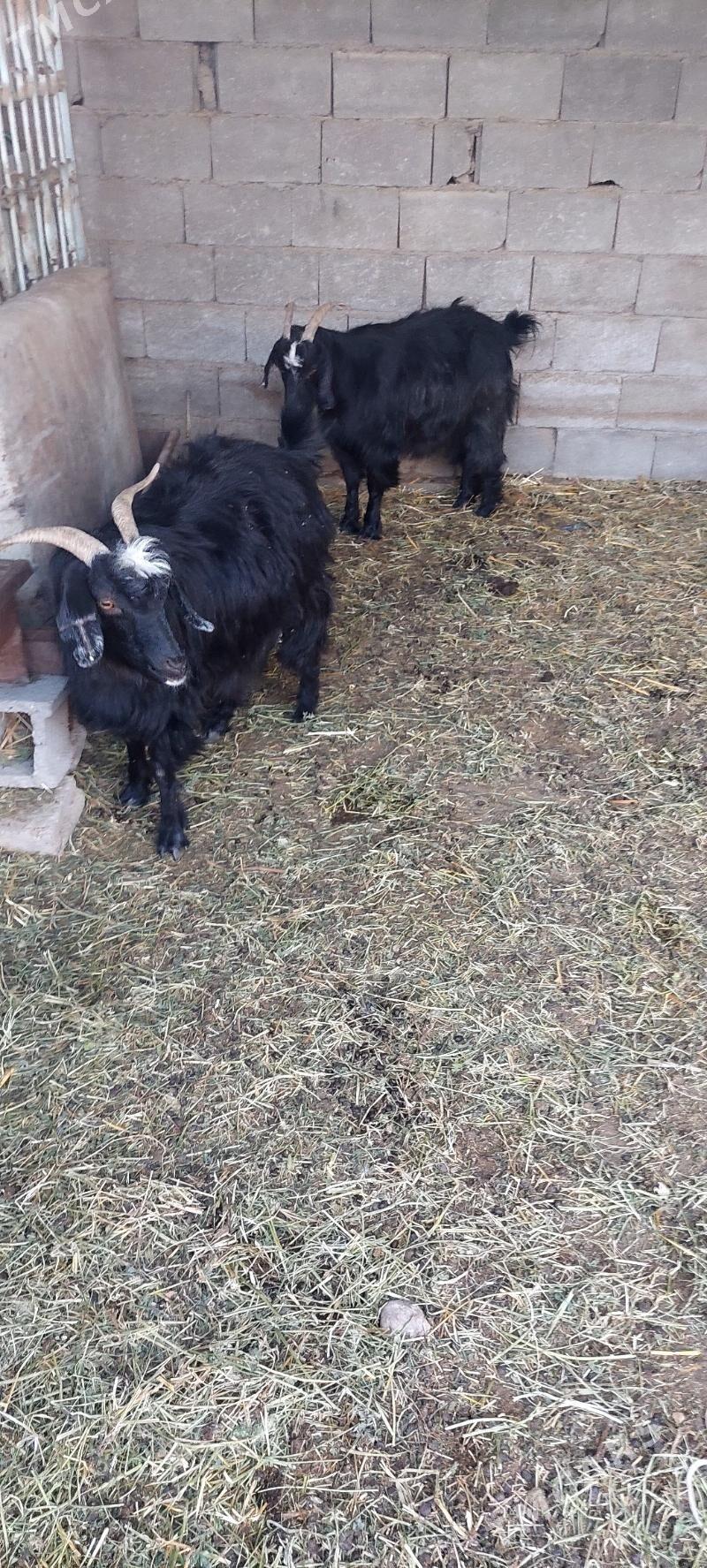 geçi - Бузмеин - img 1