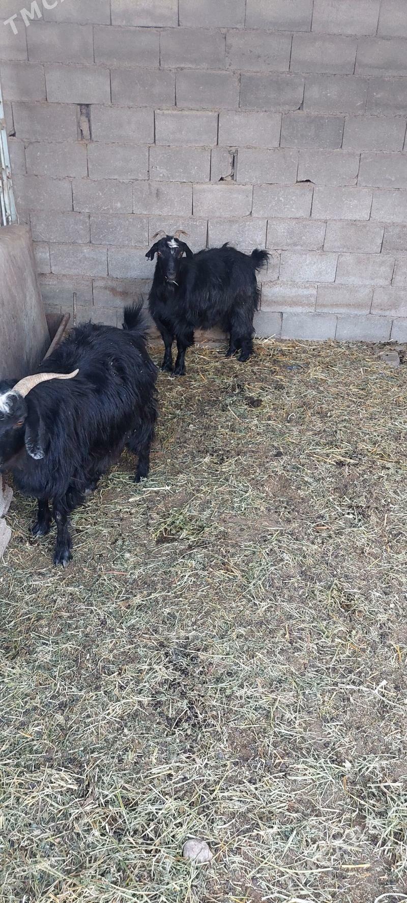 geçi - Бузмеин - img 2