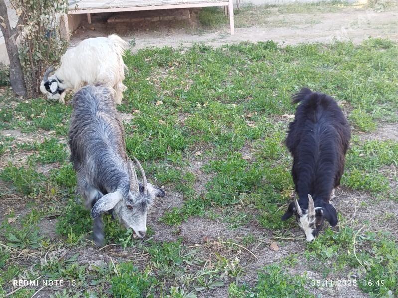 geciler - Чарджоу - img 2