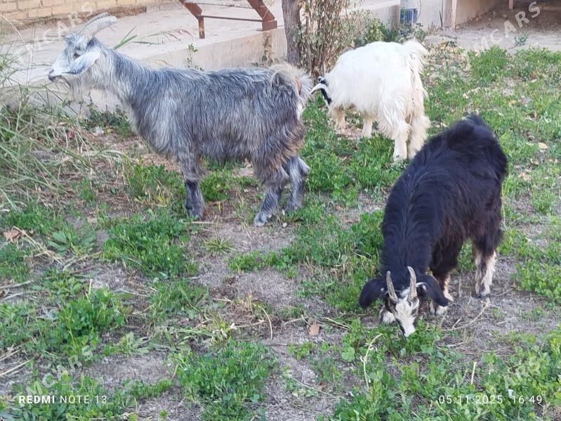 geciler - Чарджоу - img 1