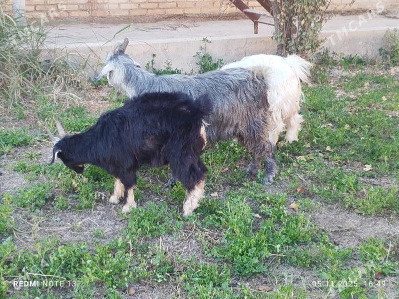 geciler - Чарджоу - img 3