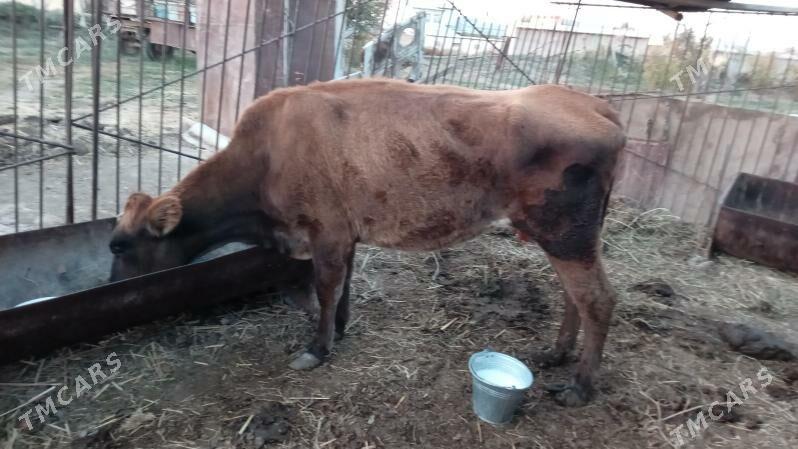 Sygyr - Wekilbazar - img 1