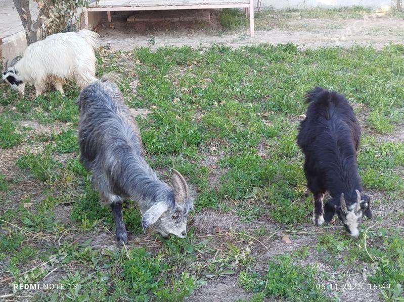 geciler - Чарджоу - img 4