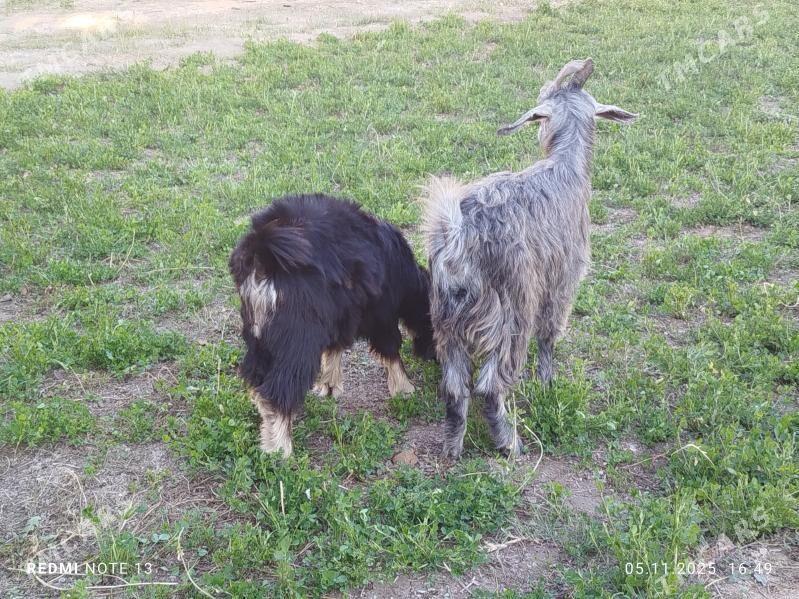 geciler - Чарджоу - img 5