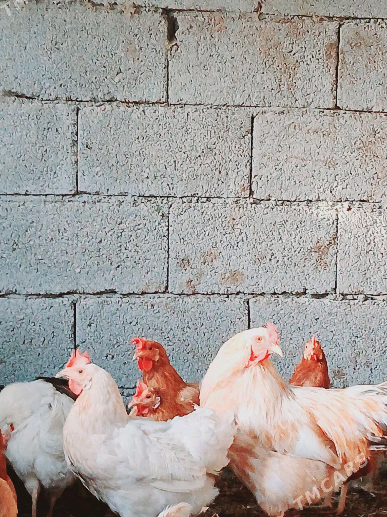 towuk - Анев - img 3