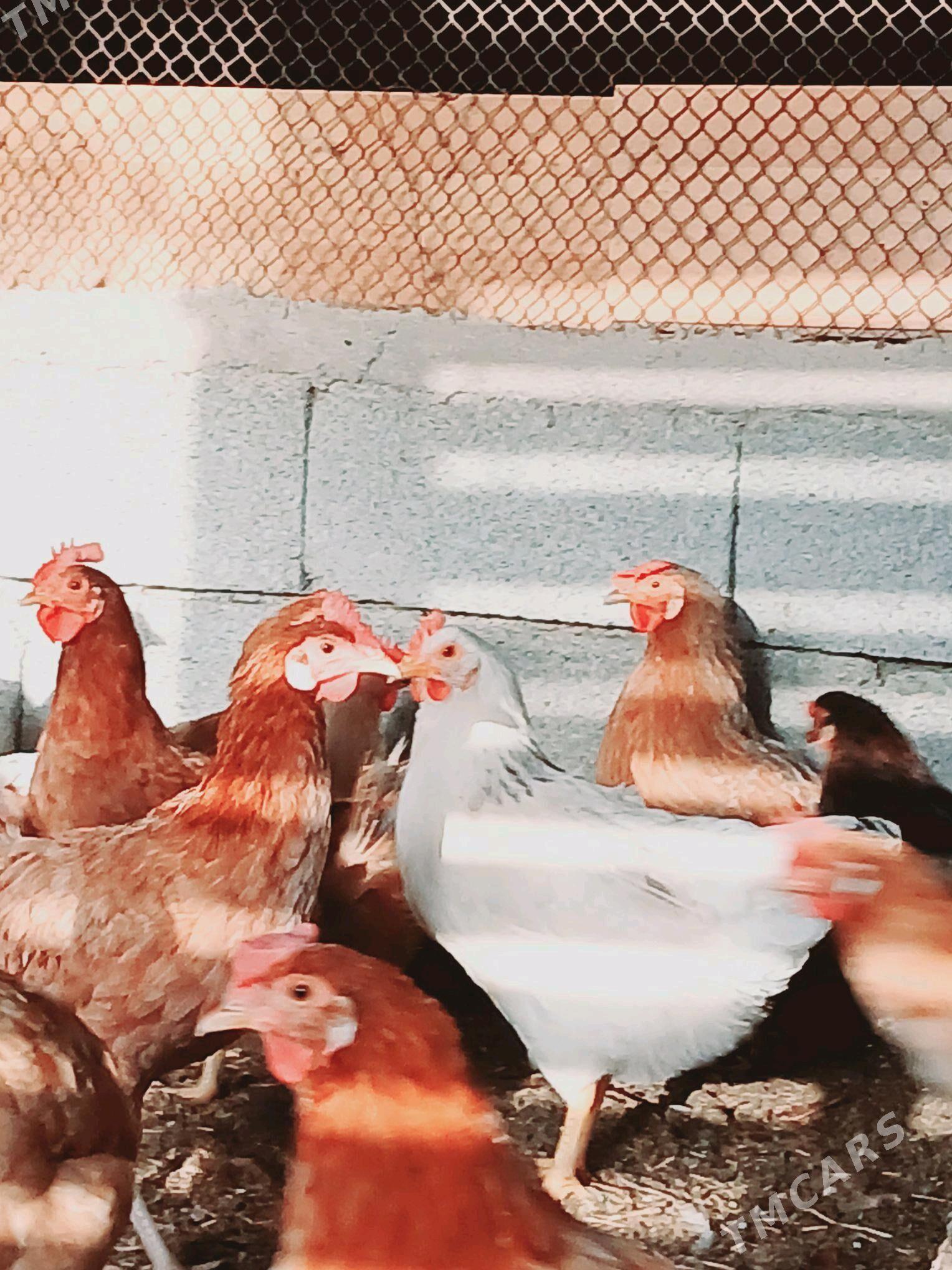 towuk - Анев - img 2