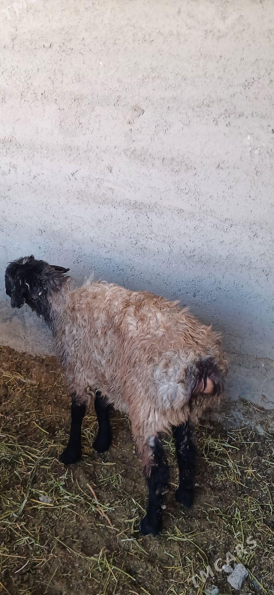 işşek - Анев - img 1