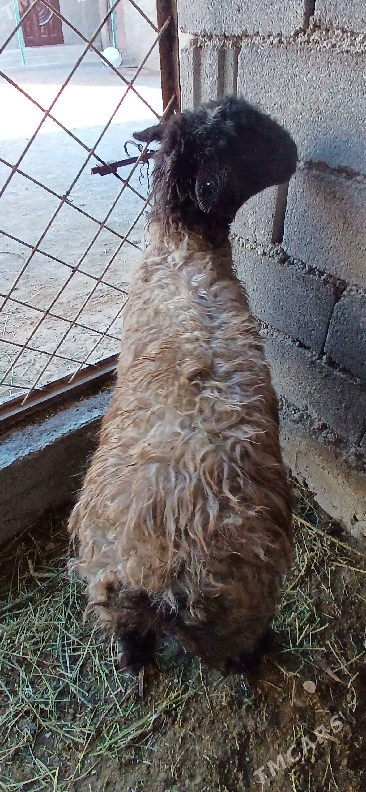 işşek - Анев - img 2