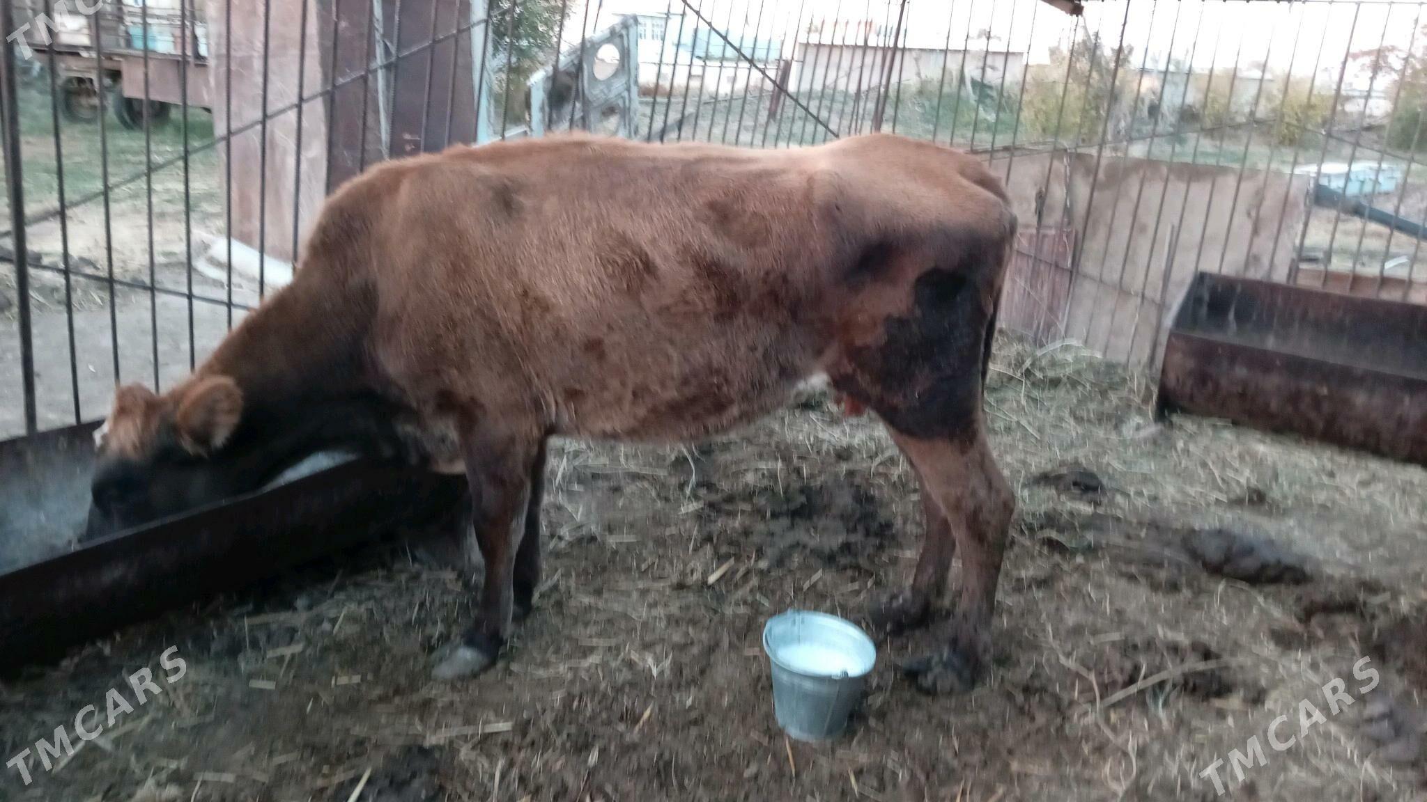 Sygyr - Wekilbazar - img 2