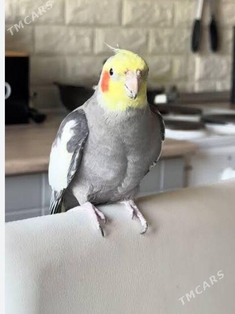 Карела - Aşgabat - img 1